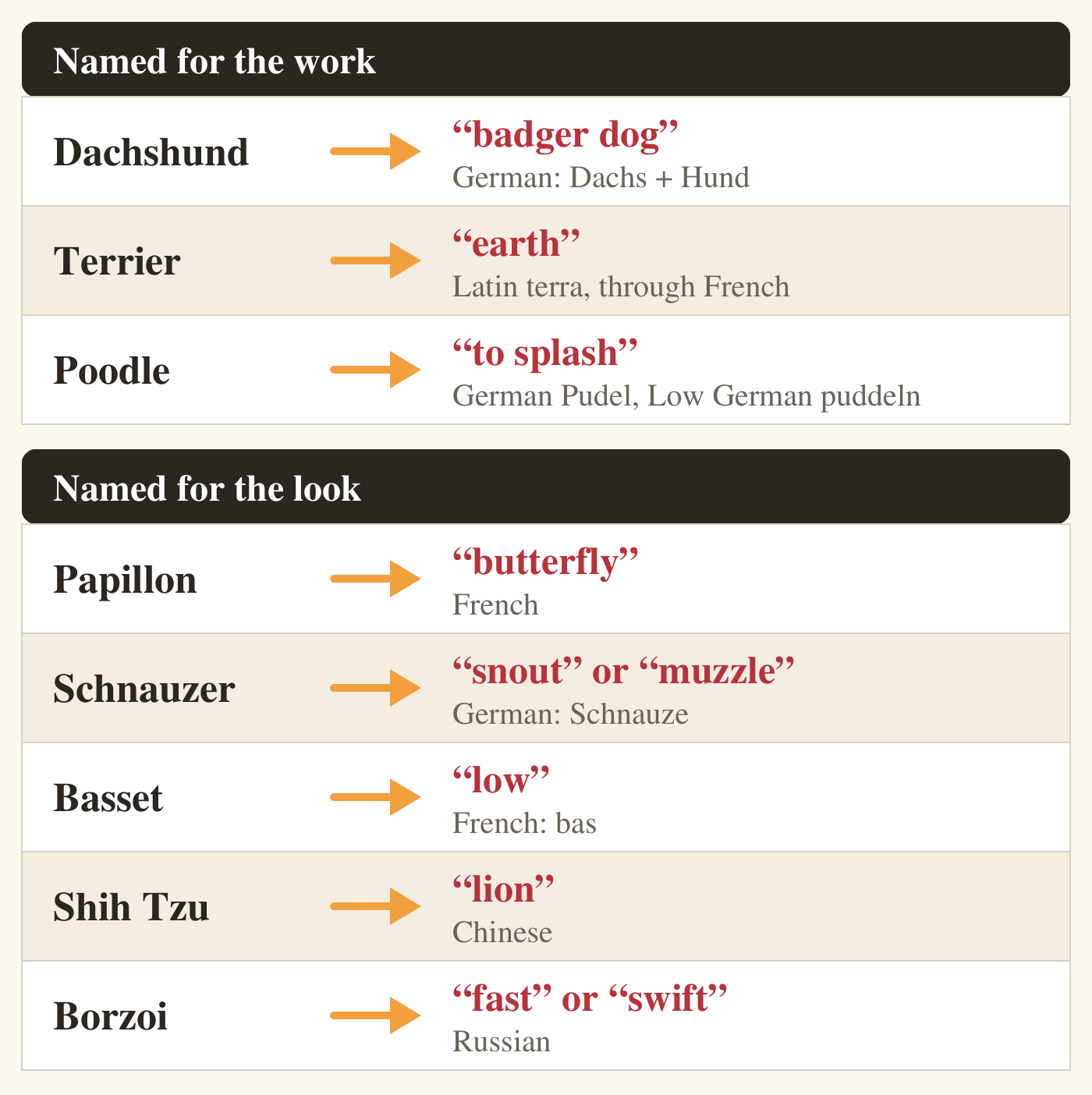 A table of eight dog breed names and the words behind them. Named for the work: Dachshund, badger dog, from German Dachs plus Hund; Terrier, earth, from Latin terra through French; Poodle, to splash, from German Pudel and Low German puddeln. Named for the look: Papillon, butterfly, French; Schnauzer, snout or muzzle, from German Schnauze; Basset, low, from French bas; Shih Tzu, lion, Chinese; Borzoi, fast or swift, Russian.